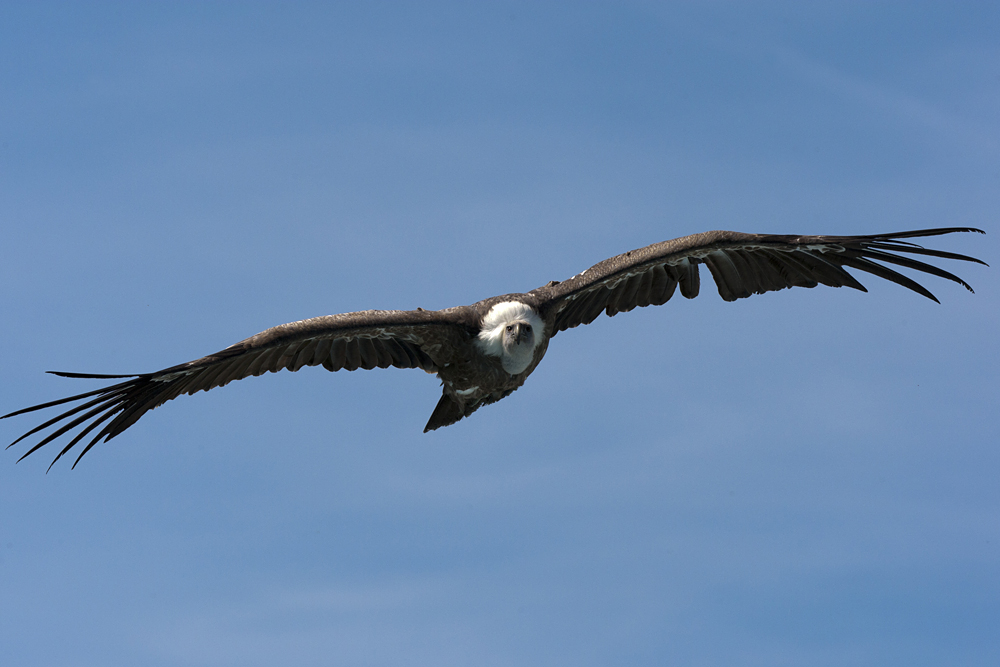 010 SÄ™p pĹ‚owy